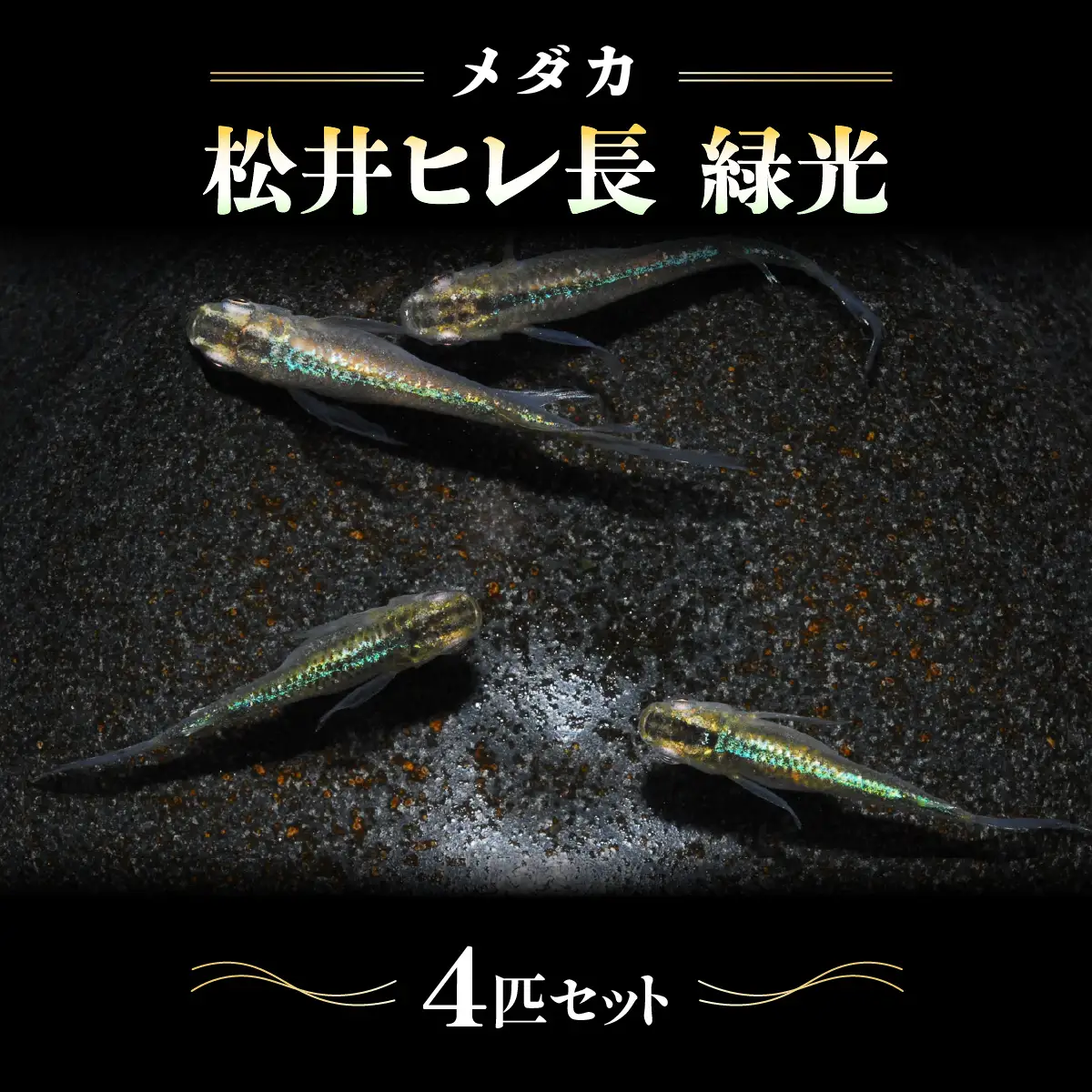 メダカ「松井ヒレ長 緑光」4匹セット 生き物生き物 HNNAD002