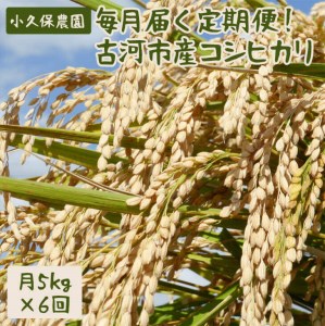 【令和5年産】毎月届く定期便！古河市産コシヒカリ5kg×6回【小久保農園】 _AS06