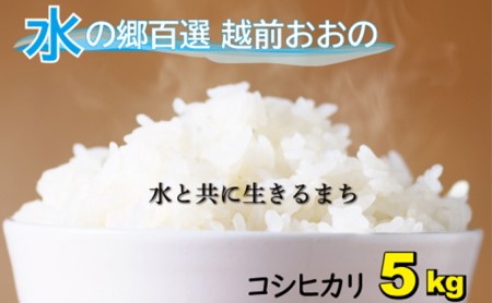【令和7年産】こしひかり（福井県大野市産）エコファーマー米（白米）5kg [A-003006]