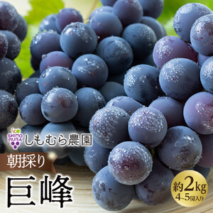 ★2026年7月下旬より順次発送★朝採り巨峰（4～5房入り）