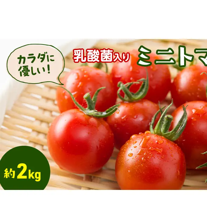 カラダに優しい「乳酸菌入り ミニトマト2kg」