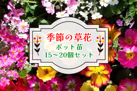 季節の草花 詰め合わせ ポット苗＜15?20個＞｜花苗 ポット苗 宿根草 多年草 一年草 園芸 ガーデニング 菜花村 埼玉県 杉戸町