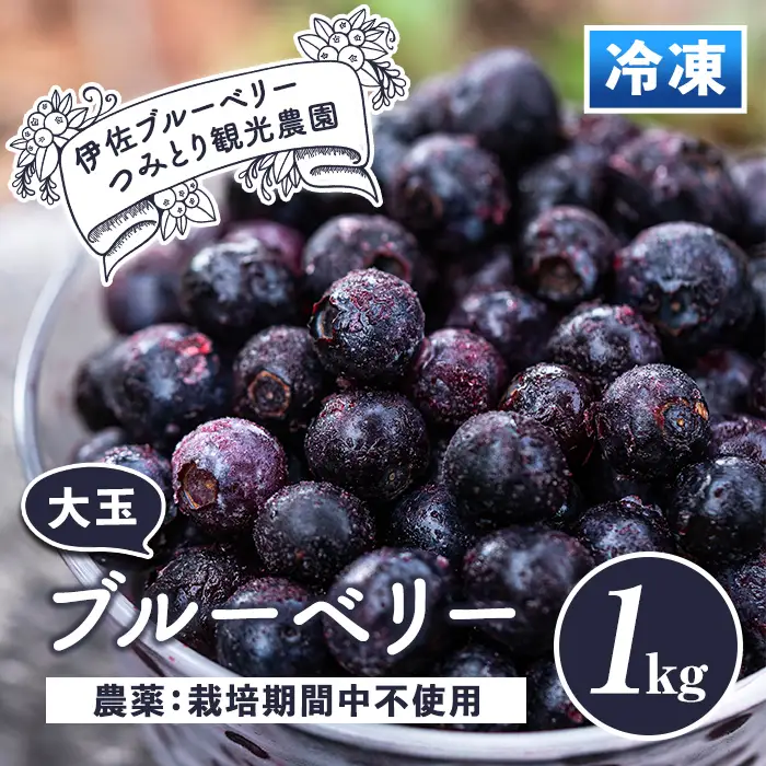 isa157 冷凍ブルーベリー(1kg) フルーツ 果物 冷凍 冷凍便 【伊佐ブルーベリーつみとり観光農園】