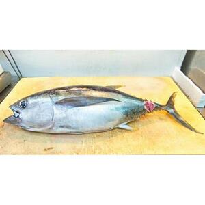 【泊漁港直送】 沖縄美ら海まぐろ＜1本（10Kg前後）＞｜沖縄　まぐろ　海鮮