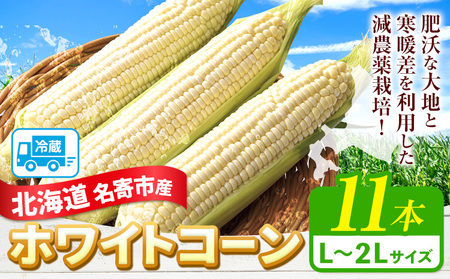【2026年出荷】 北海道名寄産ホワイトコーン L〜2Lサイズ11本 《2026年8月中旬-9月中旬頃より順次出荷予定》NPO法人なよろ観光まちづくり協会 北海道 とうもろこし トウモロコシ Lサイズ 2Lサイズ  お取り寄せ 旬 新鮮 産地直送 甘い 糖度 11本 冷蔵