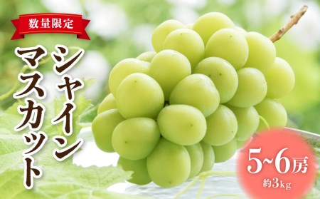【先行受付2026年発送】東御市産シャインマスカット3kg（5～6房）【秋お届け】 