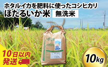 【訳あり】ほたるいか米（無洗米１０kg）【通年発送】