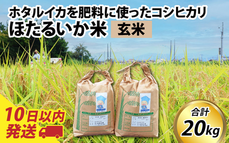 【訳あり】ほたるいか米（玄米２０kg）【通年発送】 