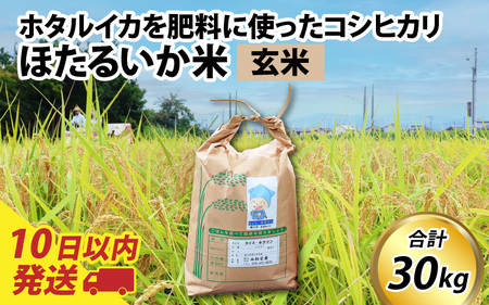 【訳あり】ほたるいか米（玄米３０kg）【通年発送】