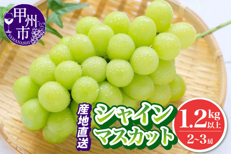 池田青果 厳選 シャインマスカット 1.2kg以上 2房～3房【2026年発送】（IS）B12-466 シャインマスカット フルーツ