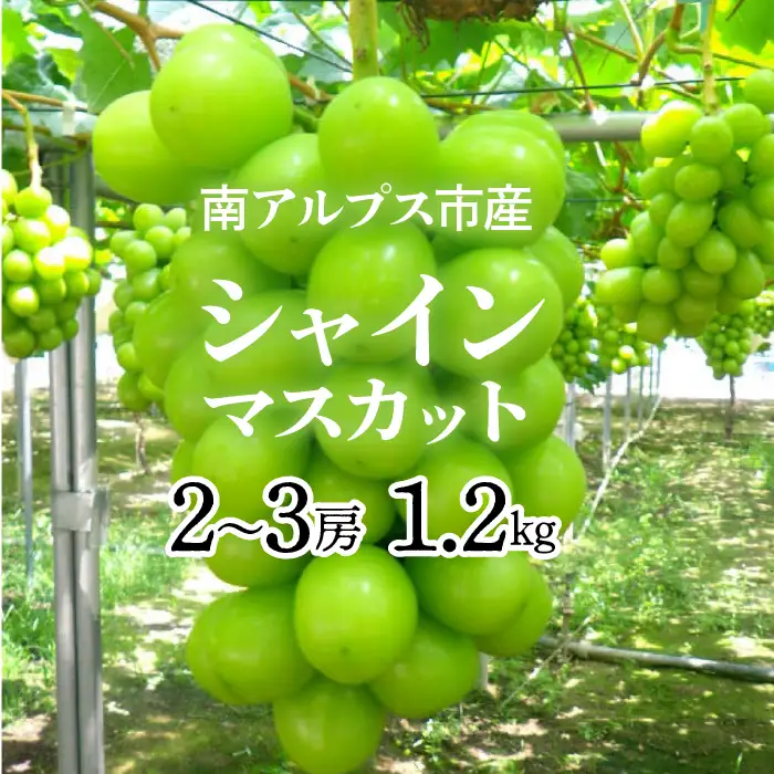 ＜2026年発送＞ シャインマスカット 南アルプス市産 1.2kg以上(2～3房) | シャインマスカット