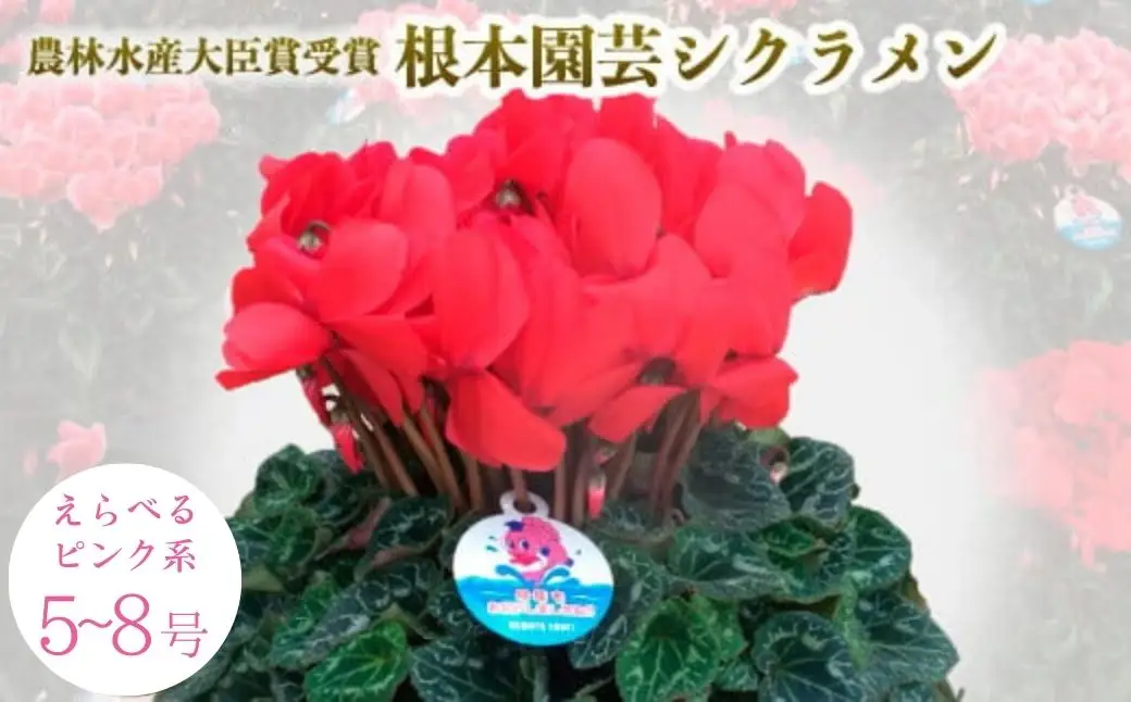 【先行予約】シクラメン レッド 5号鉢 花ギフト 根本園芸 | シクラメン 農林水産大臣賞