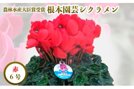 【先行予約】シクラメン レッド 6号鉢 花ギフト 根本園芸 ｜ シクラメン 農林水産大臣賞