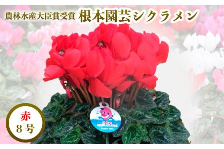 【先行予約】シクラメン レッド 8号鉢 花ギフト 根本園芸 ｜ シクラメン 農林水産大臣賞