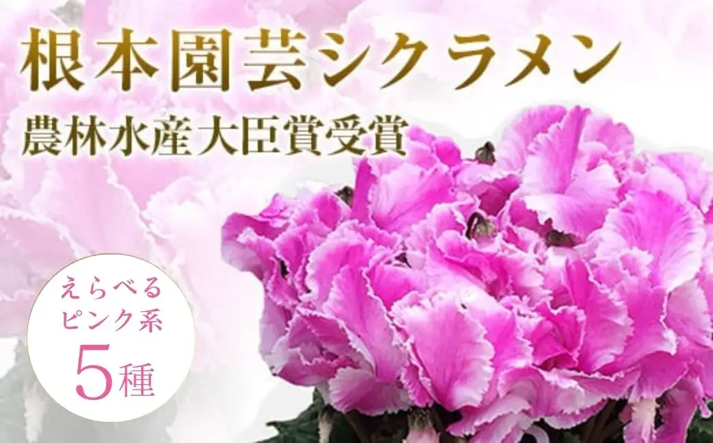 【先行予約】シクラメン ピンク系 5号鉢 花ギフト 根本園芸 ｜ シクラメン 農林水産大臣賞