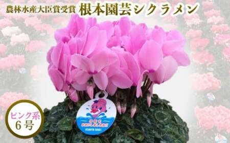 【先行予約】シクラメン ピンク系 6号鉢 花ギフト 根本園芸 ｜ シクラメン 農林水産大臣賞