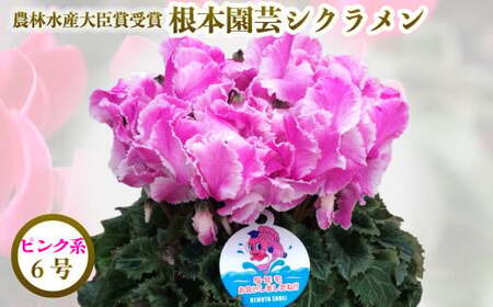 【先行予約】シクラメン ピンク系 フリンジ 6号鉢 根本園芸 ｜ シクラメン 農林水産大臣賞