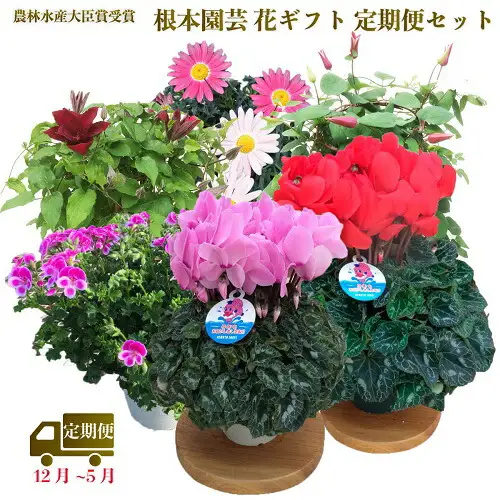 【2026-27年 先行予約】季節の花 定期便 6回 (12-5月) 色おまかせ 根本園芸 ｜ 花ギフト定期便