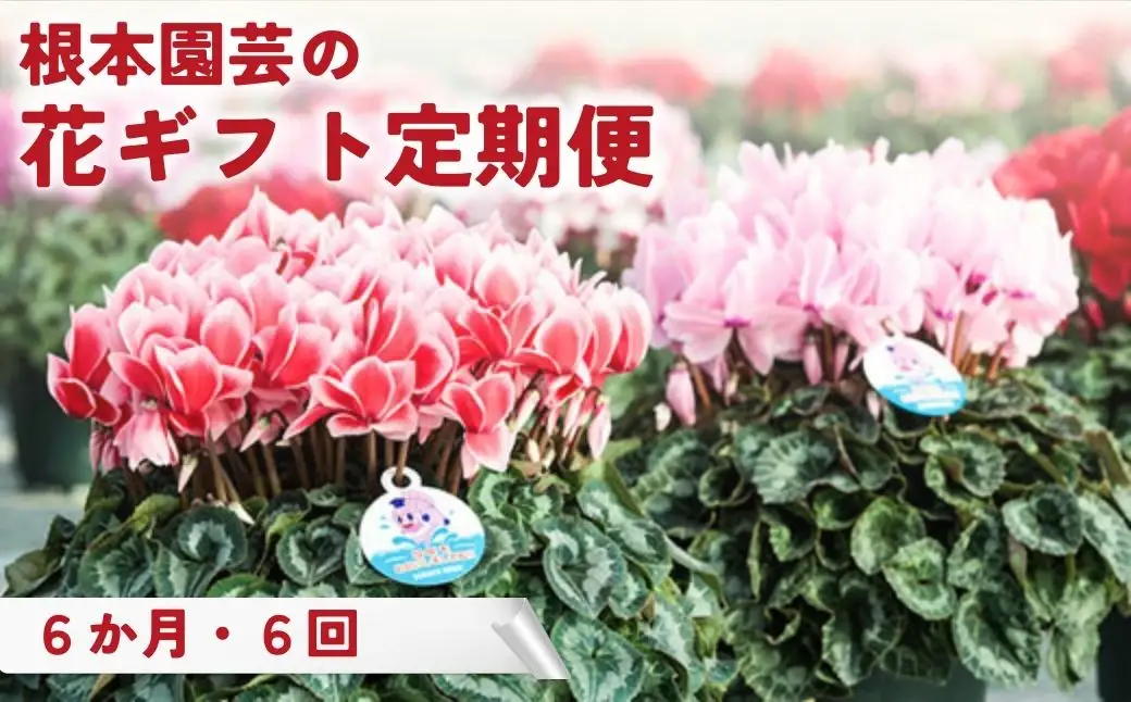 【2027年先行予約】季節の花 定期便 4回 (1-4月) 色おまかせ 根本園芸 ｜ 花ギフト定期便