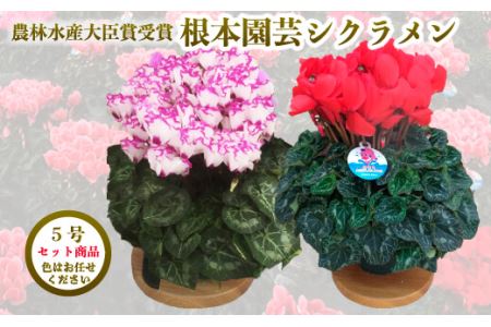 【先行予約】シクラメン 色 おまかせセット 5号×2鉢 根本園芸 ｜ シクラメン 農林水産大臣賞