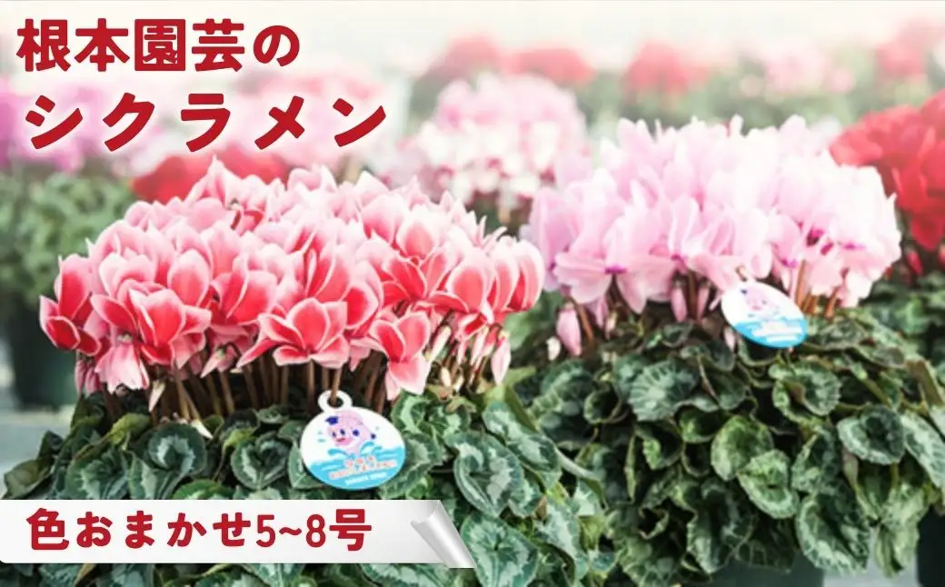 【先行予約】シクラメン 色 おまかせ 5号鉢 根本園芸 花ギフト ｜ シクラメン 農林水産大臣賞