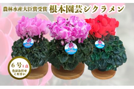 【先行予約】シクラメン 色 おまかせ 6号鉢 根本園芸 花ギフト ｜ シクラメン 農林水産大臣賞