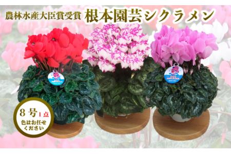 【先行予約】シクラメン 色 おまかせ 8号鉢 根本園芸 花ギフト ｜ シクラメン 農林水産大臣賞