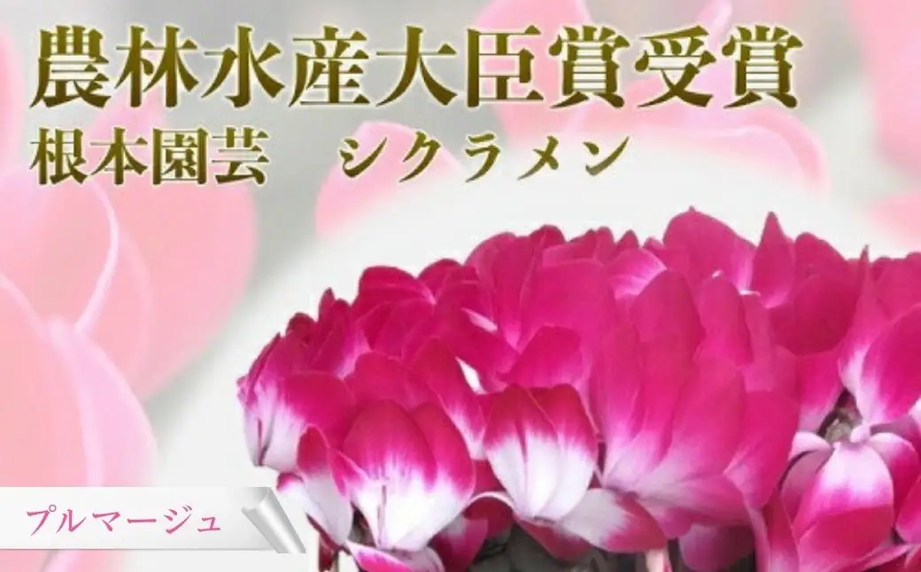 【先行予約】シクラメン プルマージュ 5号鉢 花ギフト 根本園芸 ｜ シクラメン 農林水産大臣賞