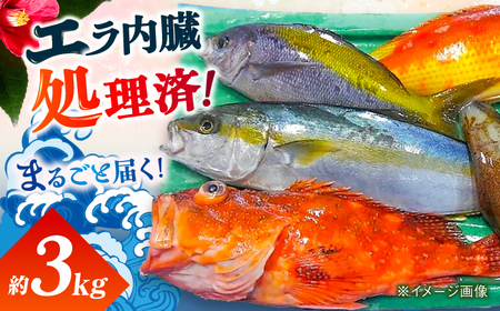 贅沢鮮魚セット3kg（エラ/内臓処理済） 五島市/五島FF[PBJ006] 冷蔵 鮮魚 魚介 刺身