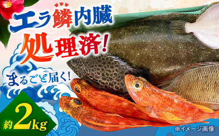 旬の地魚セット2kg（ウロコ/エラ/内臓処理済） 五島市/五島FF[PBJ009