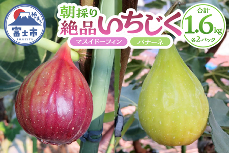 いちじく 朝採り マスイドーフィン バナーネ 400g×各2パック 期間限定 冷蔵 絶品 とれたて 果物 フルーツ 減農薬 減肥料 富士市 【配送不可地域：沖縄・離島】 [sf001-065]
