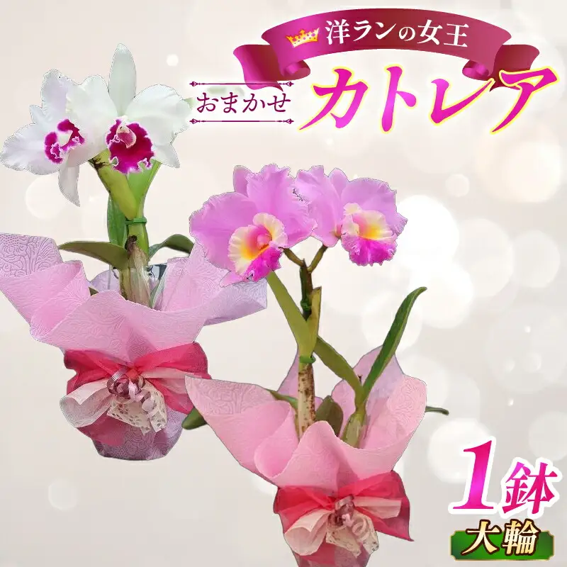 洋ラン　開花中　１世紀超え～ロマン溢れるクラシックカトレア～オリジナル株 交配種分け株 - オーキッドバレーミウラ