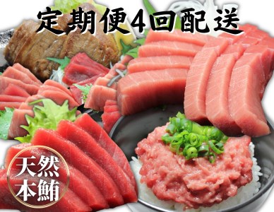 【定期便】天然本鮪詰合せ 4回配送 M007-T08 冷凍 マグロ 定期便