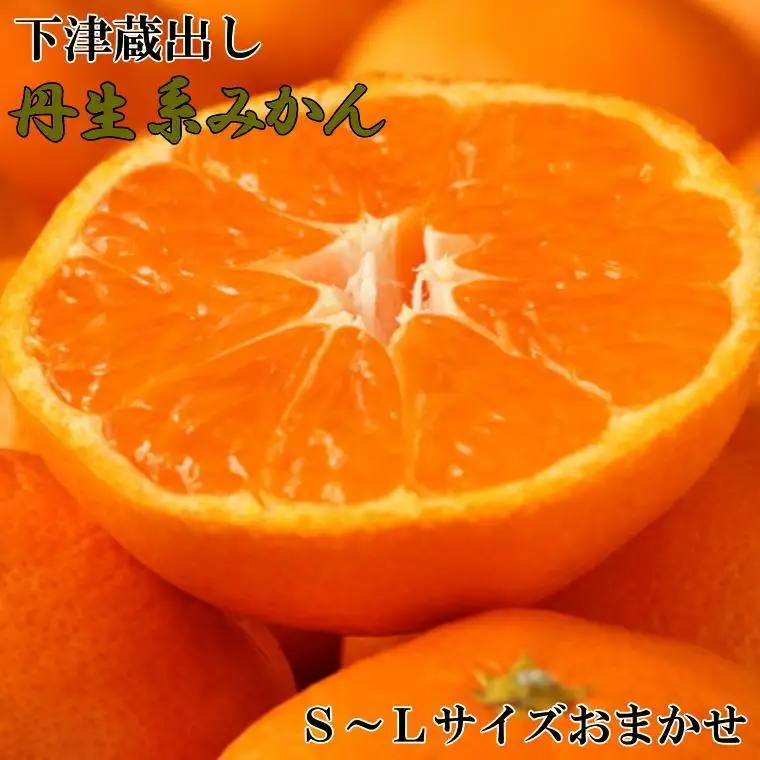 ［高糖系］下津蔵出し丹生系みかん約5kg（S～Lサイズおまかせ）★2027年2月下旬頃より順次発送