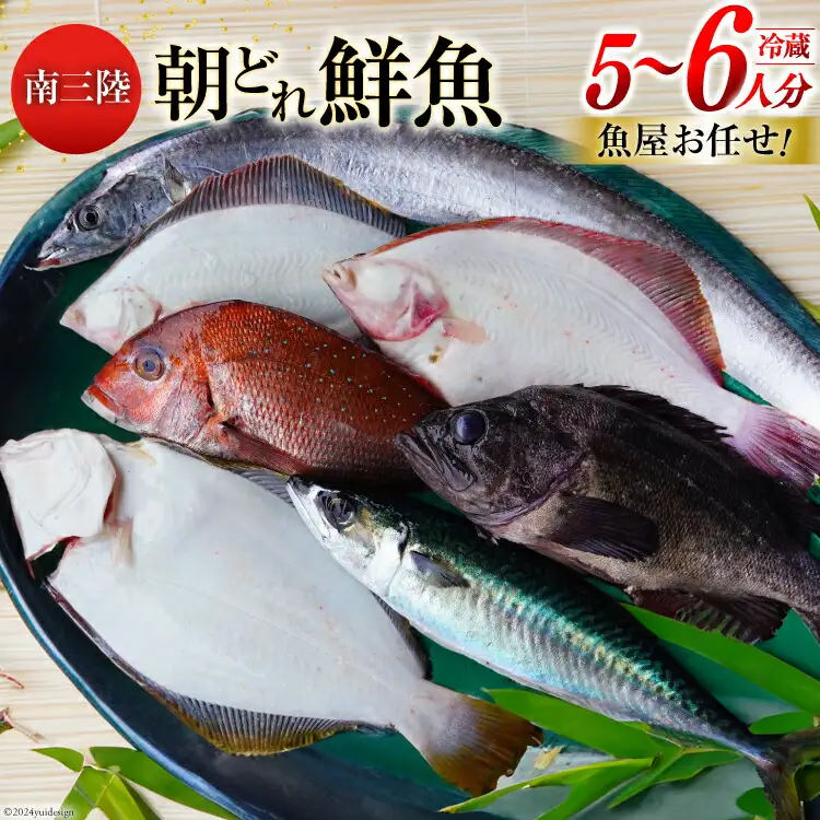 鮮魚 詰め合わせ 朝どれ鮮魚BOX 5〜6人前 下処理済み [さかなのみうら 宮城県 南三陸町 30aj0007]