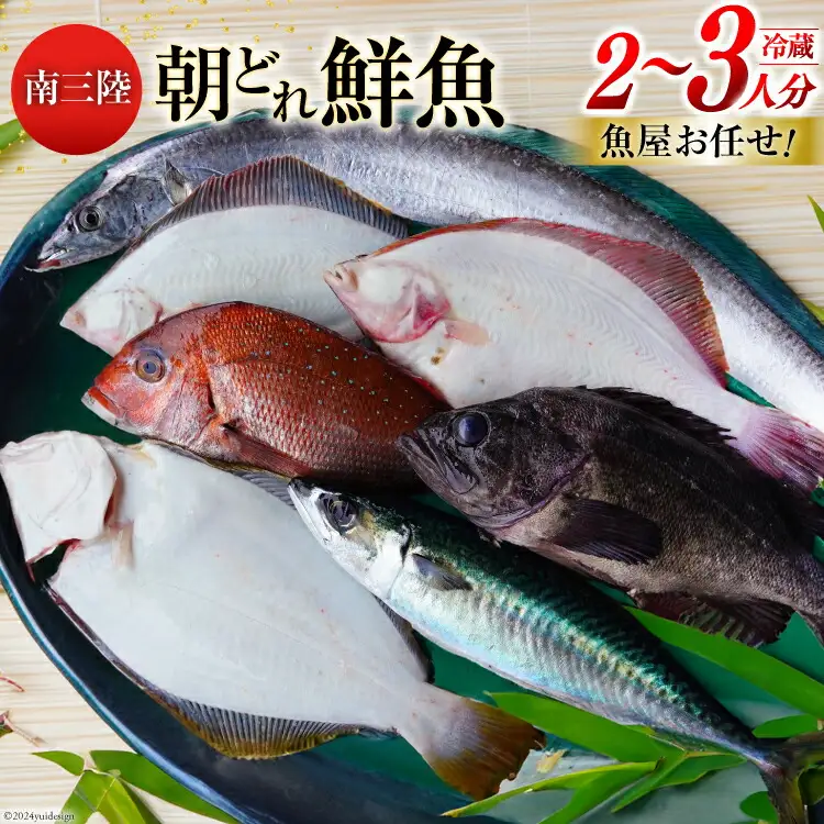 鮮魚 詰め合わせ 朝どれ鮮魚BOX 2〜3人前 下処理済み [さかなのみうら 宮城県 南三陸町 30aj0006]
