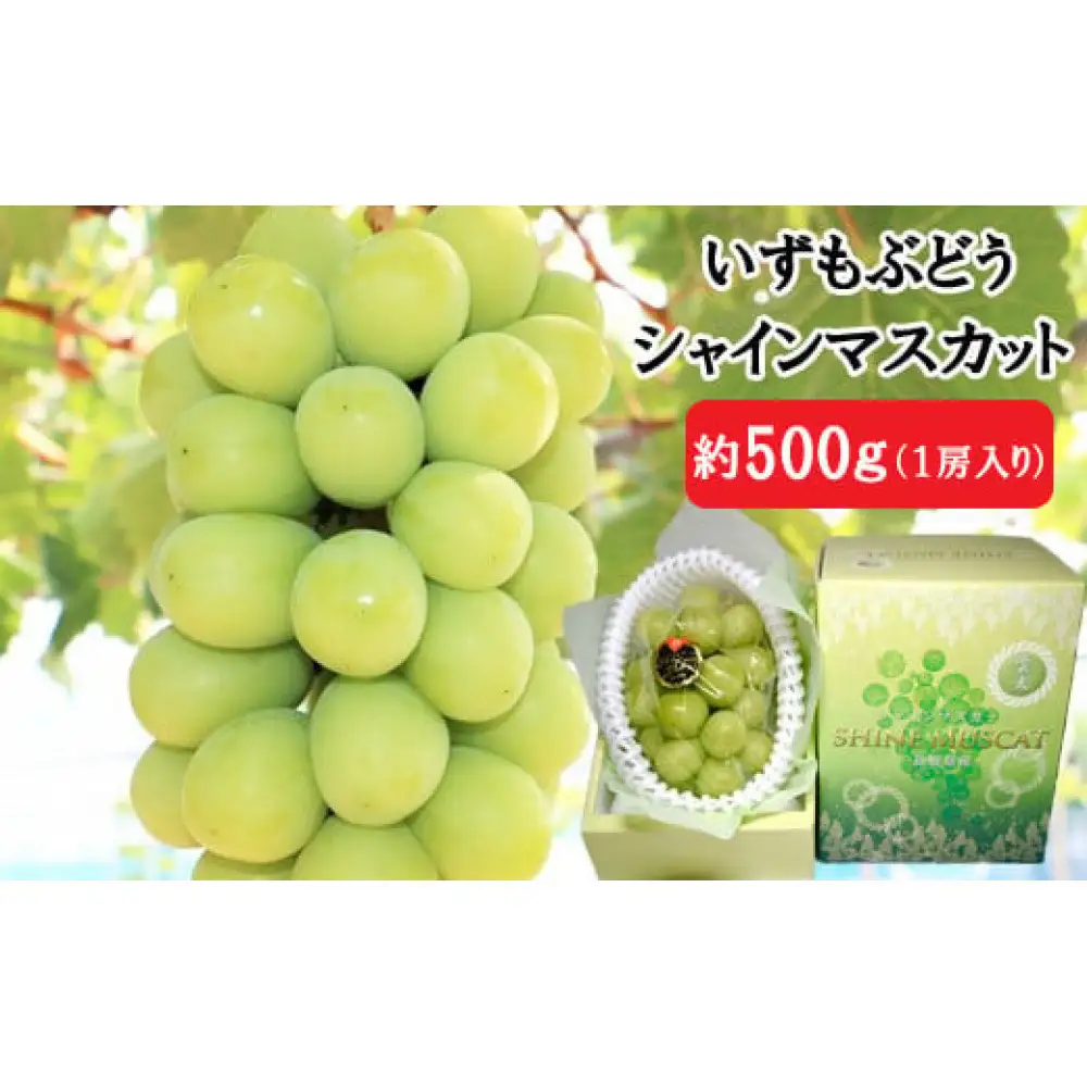 【2026年8月中旬以降発送】いずもぶどう　シャインマスカット(500ｇ見当) 先行 美味しい フルーツ 果物 出雲市産
