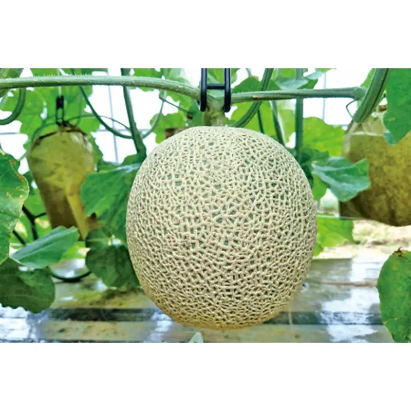 【数量限定】京都丹後産 セリーヌメロン 2玉入り（2026年7月～発送） 国産 旬 アールスメロン めろん ふるさと 納税 メロン 青肉 ふるさと 納税 期間限定 ふるさと 納税 フルーツ くだもの 果物
