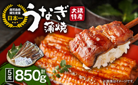 【 土用の丑の日特集 】 1389 大隅特産 うなぎ蒲焼 5尾（850g） KN060-001-04 魚 冷凍 鰻
