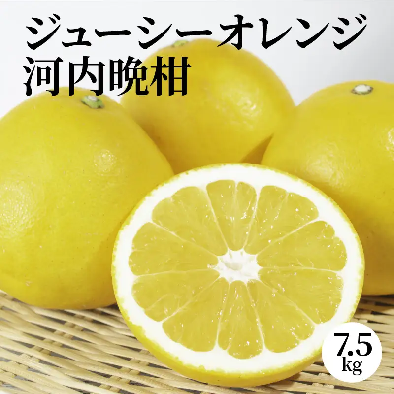 S053-001A_ジューシーオレンジ 7.5kg 河内晩柑〈先行予約〉 / 晩柑 ばんかん 柑橘 みかん フルーツ