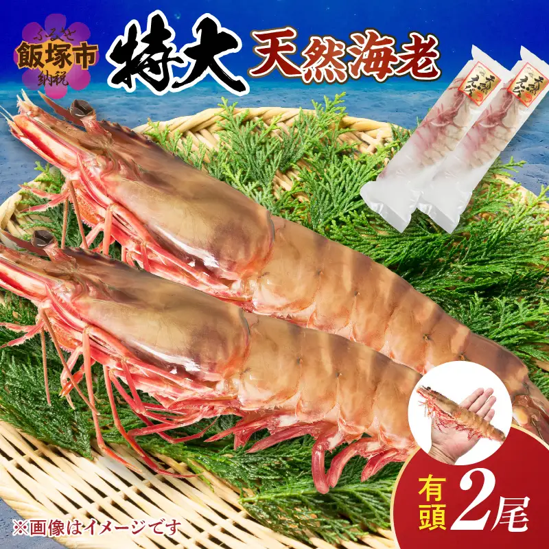 特大 天然海老(有頭･2尾)【A9-023】