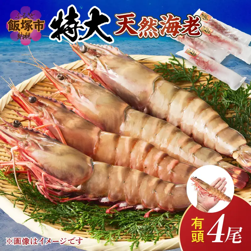特大 天然海老(有頭･4尾)【C8-021】