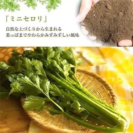 【令和8年度産先行受付】ミニセロリ　約4kg(5～8株)_野菜   _【配送不可地域：離島】【1100505】