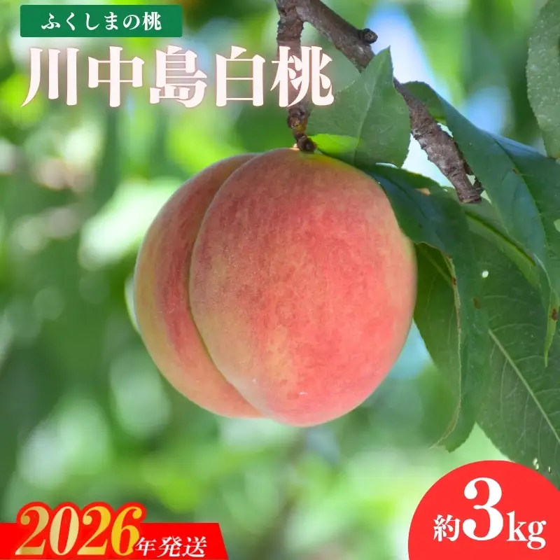 No.1202福島の桃　「川中島白桃」約3kg【2026年発送】