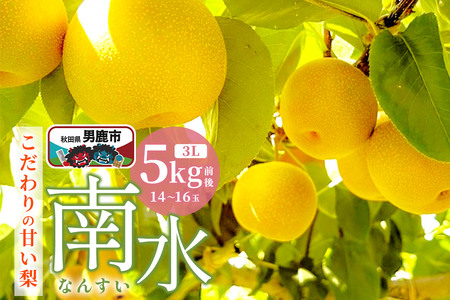 【先行受付】10月中旬～下旬発送 南水 梨 こだわりの甘い梨 5kg前後 3L 14～16玉 産地直送 旬の果物 ギフト 秋田県 男鹿市