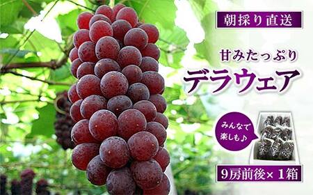 【令和8年産先行予約】 朝どりデラウェア 1箱 (9房前後入り) 《令和8年7月中旬～発送》 『漆山果樹園』 葡萄 ぶどう ブドウ 種なし 新鮮 果物 フルーツ デザート 山形県 南陽市 [661]