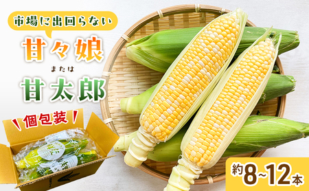 とうもろこし 先行予約 甘々娘 または 甘太郎 約8～12本 2026年配送 配送不可：離島