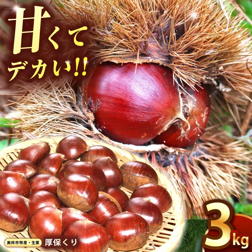 厚栗 50kg 優品等級選別します 先行予約】甘くて デカい ! 厚保くり ( 生栗 ) 3kg・5kg・ 10kg 山口