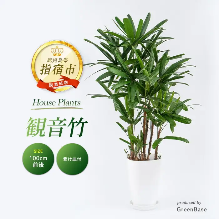 2026年1月中旬～発送【観葉植物】観音竹8号鉢 Green Base IB003-005 観葉植物 ※北海道・沖縄・離島配送不可