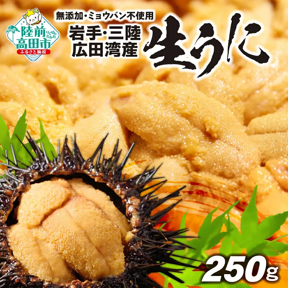 生うに 2026年発送先行予約 無添加 生うに 250g 塩水パック
